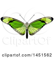 Beautiful Green Butterfly Or Moth