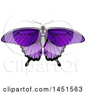 Beautiful Purple Butterfly Or Moth