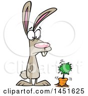 Clipart Graphic Of A Cartoon Rabbit Staring At Its First Carrot In A Garden Royalty Free Vector Illustration by toonaday