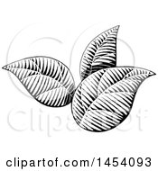 Clipart Of Black And White Sketched Plant Leaves Royalty Free Vector Illustration
