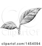 Clipart Of Black And White Sketched Plant Leaves Royalty Free Vector Illustration