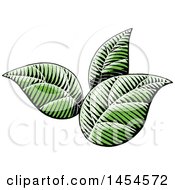 Clipart Graphic Of Sketched Green Leaves Royalty Free Vector Illustration