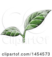 Clipart Graphic Of Sketched Green Leaves Royalty Free Vector Illustration by cidepix