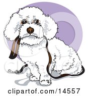 Cute White Bichon Frise Dog Carrying A Leash In Its Mouth And Begging To Be Walked Clipart Illustration by Andy Nortnik