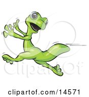 Scared Gecko Lizard Running