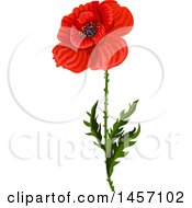Red Poppy Flower And Stem