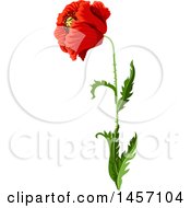 Clipart Of A Red Poppy Flower And Stem Royalty Free Vector Illustration