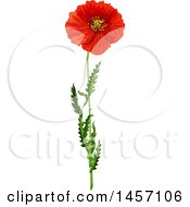 Poster, Art Print Of Red Poppy Flower And Stem
