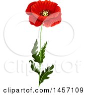 Poster, Art Print Of Red Poppy Flower And Stem