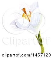 Clipart Of A White Crocus Flower Royalty Free Vector Illustration
