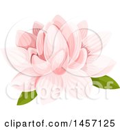 Poster, Art Print Of Pink Water Lily Flower