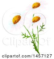 Clipart Of White Daisy Flowers Royalty Free Vector Illustration