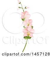 Poster, Art Print Of Stem Of Pink Orchid Flowers