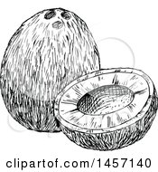 Clipart Of A Black And White Sketched Coconut Royalty Free Vector Illustration
