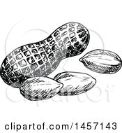 Clipart Of Black And White Sketched Peanuts Royalty Free Vector Illustration