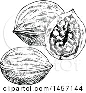Clipart Of Black And White Sketched Walnuts Royalty Free Vector Illustration