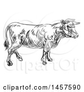 Poster, Art Print Of Black And White Sketched Cow In Profile