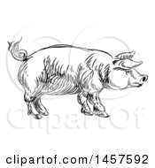 Poster, Art Print Of Black And White Sketched Pig In Profile