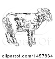 Clipart Of A Sketched Black And White Lamb Royalty Free Vector Illustration
