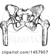 Clipart Of A Sketched Black And White Human Pelvis Royalty Free Vector Illustration