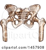 Clipart Of A Sketched Human Pelvis Royalty Free Vector Illustration