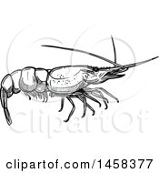 Poster, Art Print Of Shrimp In Black And White Sketched Style