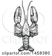 Clipart Of A Lobster In Black And White Sketched Style Royalty Free Vector Illustration
