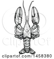 Poster, Art Print Of Lobster In Black And White Sketched Style