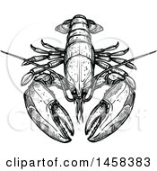 Clipart Of A Lobster In Black And White Sketched Style Royalty Free Vector Illustration