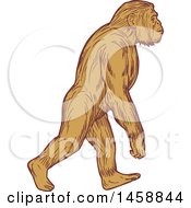 Poster, Art Print Of Homo Habilis Walking Upright In Sketched Drawing Style