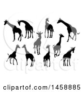 Poster, Art Print Of Black Silhouetted Giraffes
