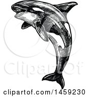 Poster, Art Print Of Sketched Orca Killer Whale In Black And White