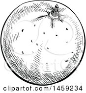 Clipart Of A Sketched Navel Orange Fruit In Black And White Royalty Free Vector Illustration