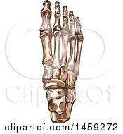 Poster, Art Print Of Sketched Human Foot Bones