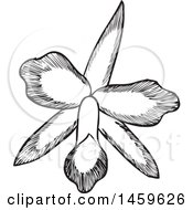 Clipart Of A Sketched Orchid Flower Design Royalty Free Vector Illustration