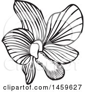 Poster, Art Print Of Sketched Orchid Flower Design