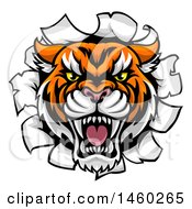 Poster, Art Print Of Tiger Mascot Head Breaking Through A Wall