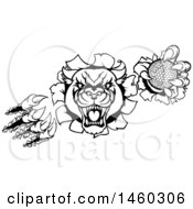 Clipart Of A Black And White Vicious Panther Shredding Through A Wall With A Golf Ball In A Paw Royalty Free Vector Illustration