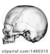 Poster, Art Print Of Human Skull In Profile Black And White Vintage Etched Style