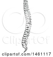 Clipart Of A Sketched Spine Royalty Free Vector Illustration