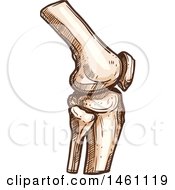 Sketched Knee Joint