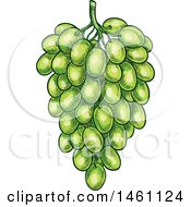 Clipart Of A Sketched Bunch Of Green Grapes Royalty Free Vector Illustration by Vector Tradition SM
