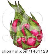 Clipart Of A Sketched Dragon Fruit Royalty Free Vector Illustration