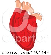 Poster, Art Print Of Human Heart