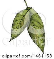 Poster, Art Print Of Sketched Bay Leaves