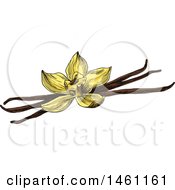Poster, Art Print Of Sketched Vanilla Flower And Pods