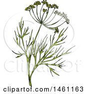 Poster, Art Print Of Sketched Dill Sprig