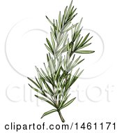 Poster, Art Print Of Sketched Rosemary Sprig