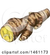 Poster, Art Print Of Sketched Ginger Root