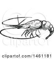 Clipart Of A Sketched Lobster Royalty Free Vector Illustration